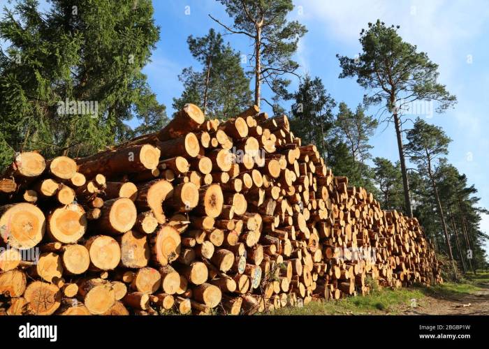 Woodpile publicdomainpictures