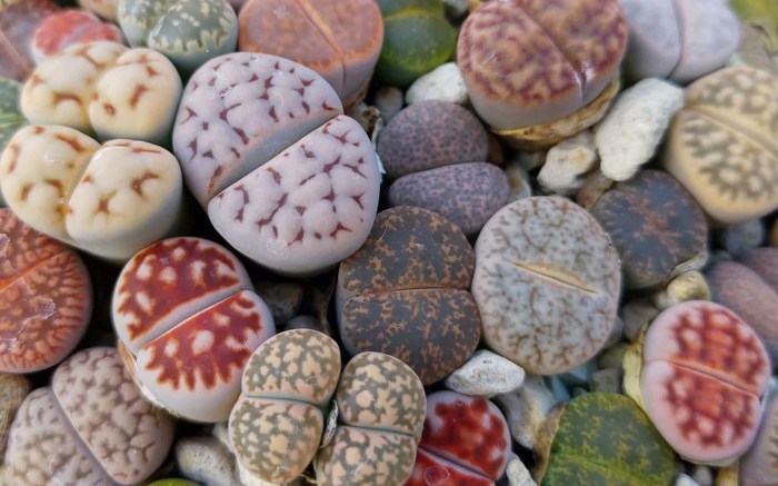 Lithops propagation care sunnyplants