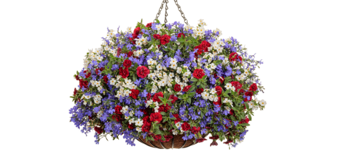 Hanging basket plants for shade