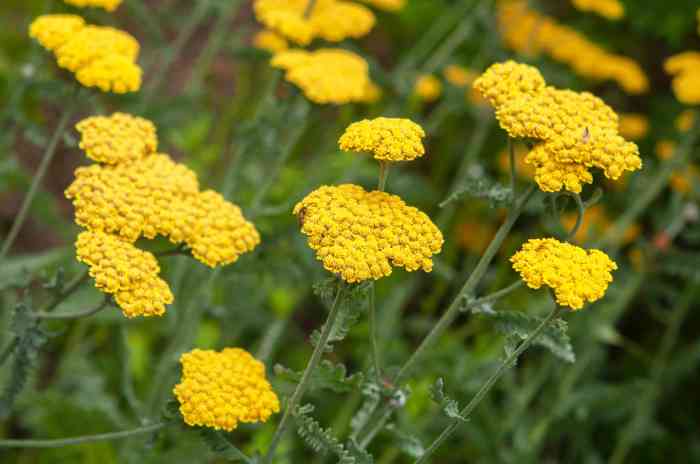 Achillea yarrow perennial gold cloth plants garden seeds filipendulina low maintenance flower filipendula fern flowers perennials yellow leaf helenium grow