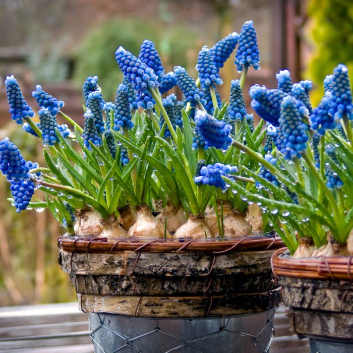 Winter indoor bulbs blooming garden flower forcing source