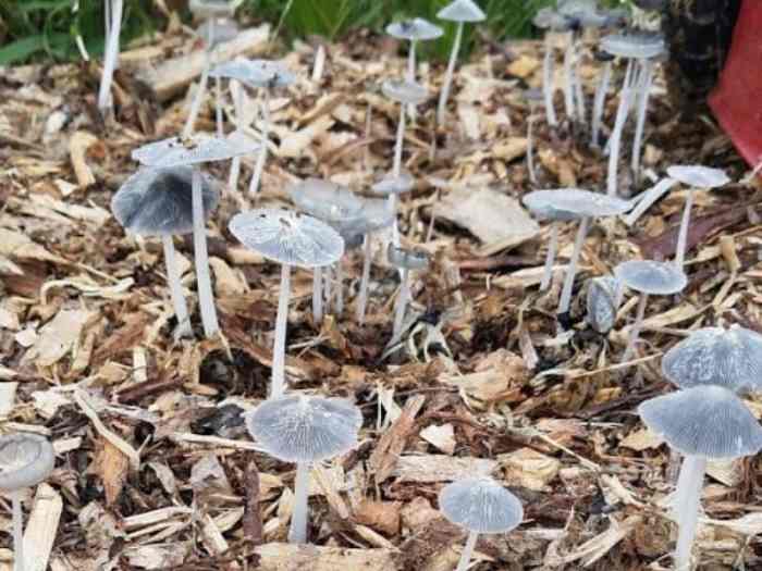 Mushrooms mulch blooming iding shroomid