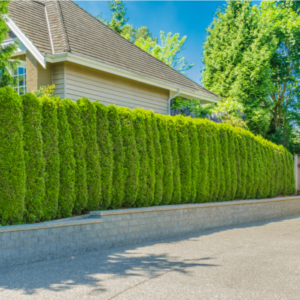 Trees for Creating Privacy: A Guide to Designing and Maintaining Your Outdoor Oasis