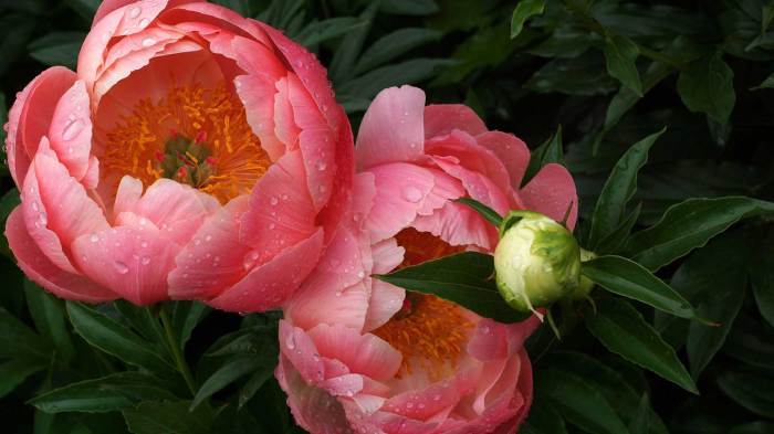 Peony peonies