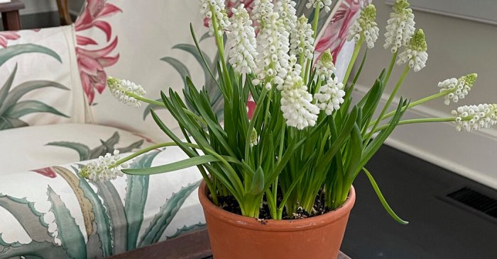 Bulbs hyacinths forcing