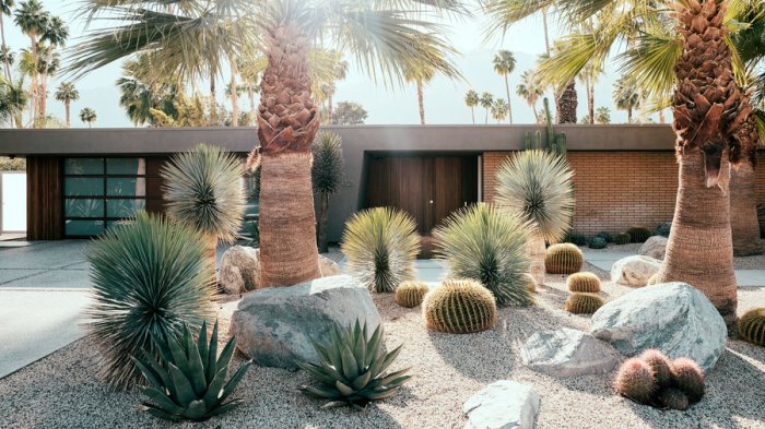 Cactus garden ideas