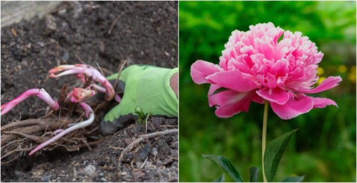 Grow peonies in containers