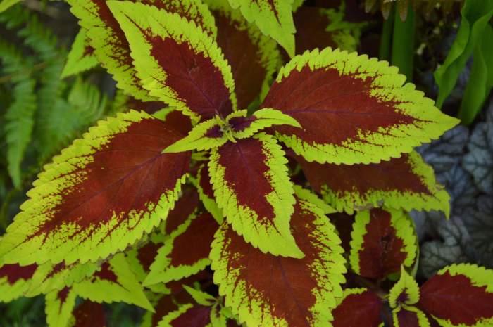 Foliage houseplants persian strobilanthes dyeriana postris