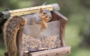 How to Attract Squirrels: A Comprehensive Guide