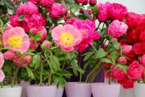 Grow Peonies in Containers: A Guide to Blooming Beauties