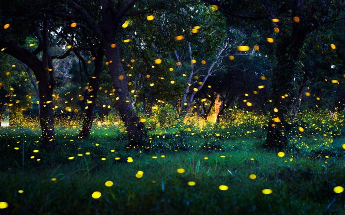 How to attract fireflies