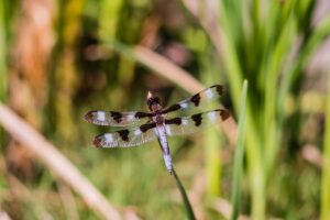 What Attracts Dragonflies: A Comprehensive Guide to Their Habitat, Diet, and Behavior