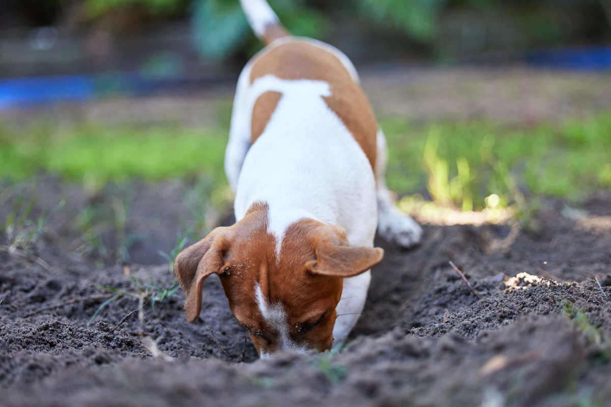 Digging skunks raccoons tearing holes yard damage lawns night torn hole racs grub