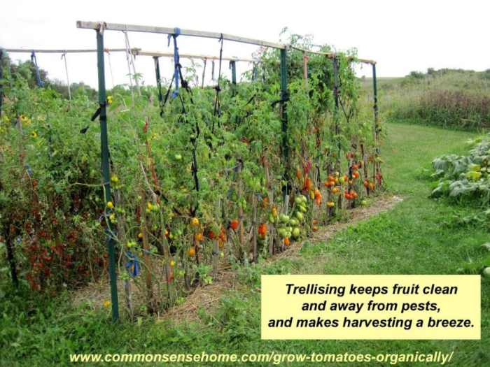 Innovative Tomato Trellis Ideas for a Bountiful Harvest