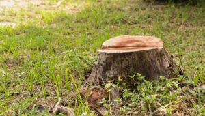 Kill Tree Stump: A Comprehensive Guide to Removing Unwanted Tree Remnants