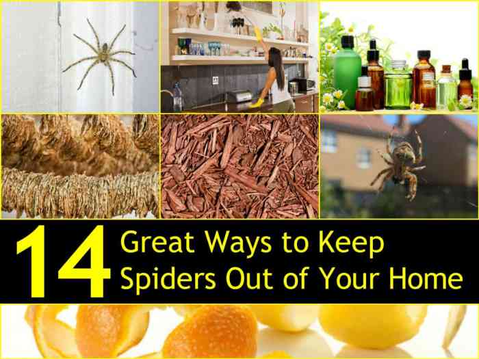 Get rid of spiders