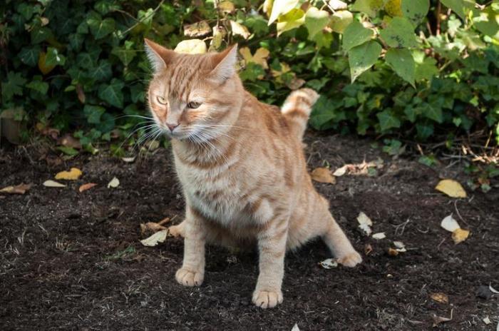 How to Stop Cats From Pooping in Your Yard: A Comprehensive Guide