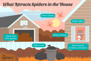 What Attracts Spiders to a House: Unraveling the Mystery