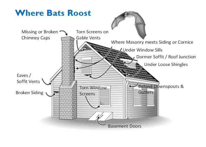 How to get rid of bats attic