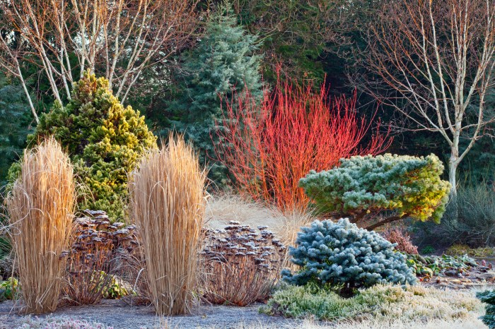 Winter garden ideas