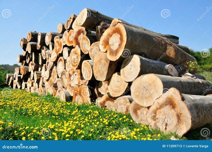 Woodpile gathering herbs tea come baby joy admired glad yes