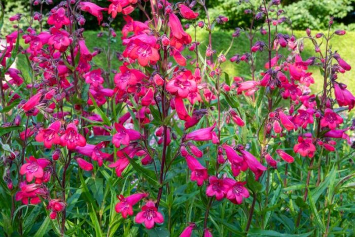 Penstemon czar flowers mauve white height leaves spread green june throat perryhillnurseries plant variety