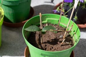 How to Take Verbena Cuttings: A Guide to Easy Propagation