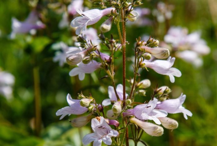 Penstemon laura dorsetperennials varieties plants perennials dorset penstemons catalogue planting article