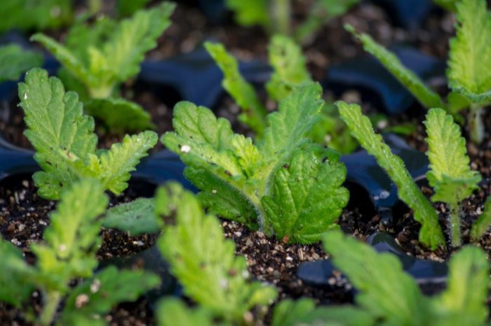 Verbena cuttings