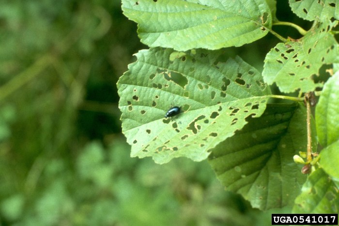 Alder alni beetle eating ontano foglia blad kever mangia scarabeo