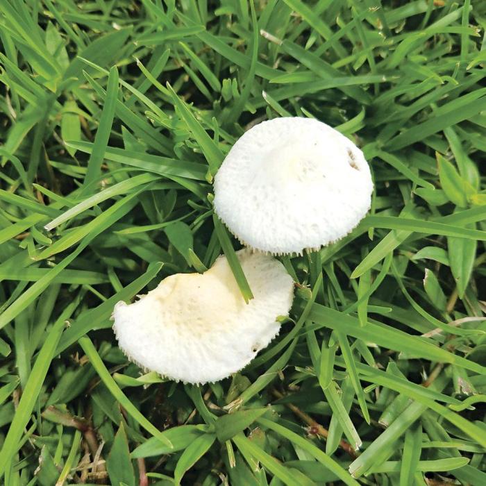 Why are mushrooms growing in my yard