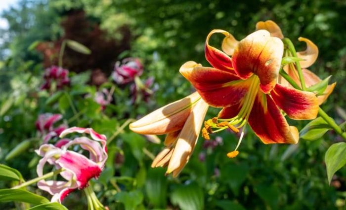 Daylilies deadheading hemerocallis