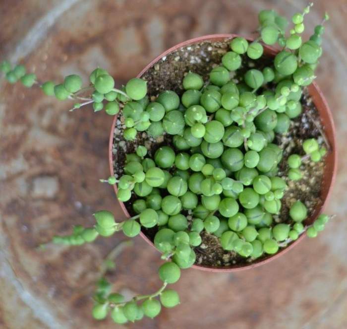 Why is my string of pearls shriveling