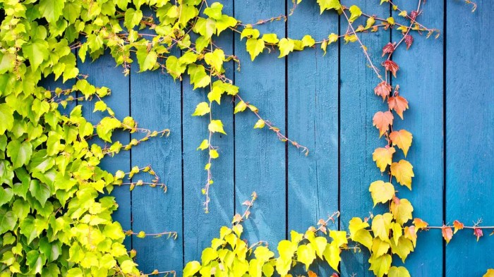 How to get rid of ivy on a fence