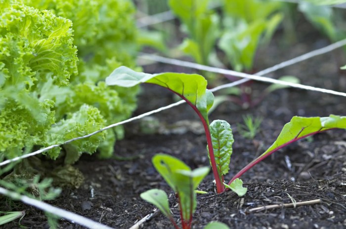 Vegetables plant august finding information