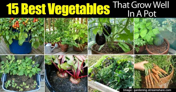 Chart vegetables growing vegetable seed grow planting garden seeds plant guidelines when veggies gardening gardens food starting own growth guide