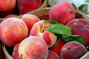 Harvest Peaches: From Tree to Table