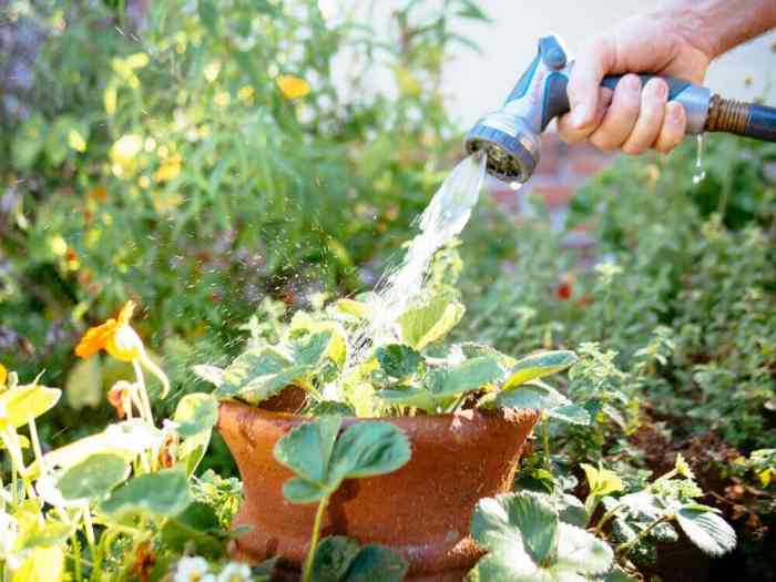 Water plants garden vegetable when watering vegetables time should zbynek pospisil