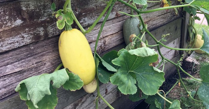 Harvest spaghetti squash