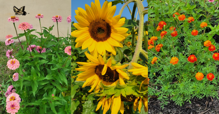 How to propagate zinnias from cuttings