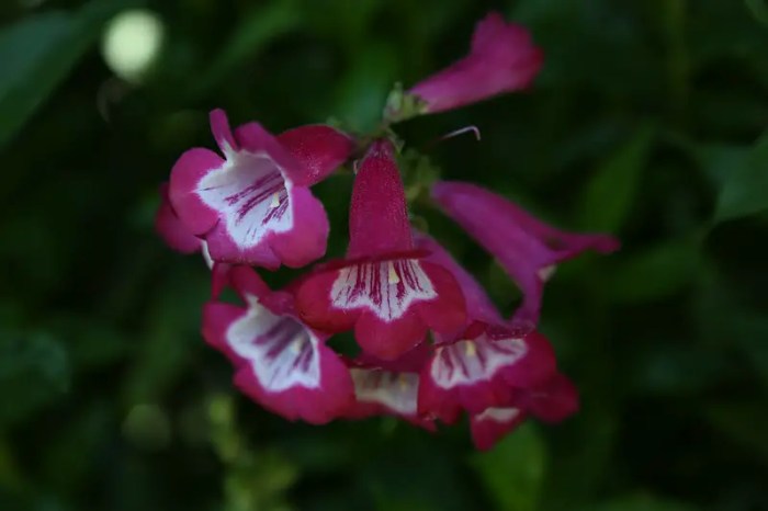 Penstemon dying why problem