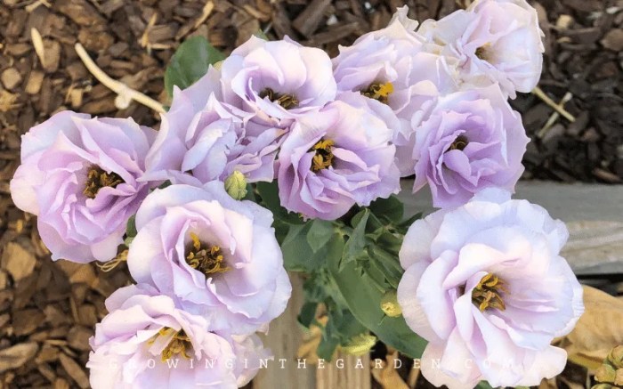 Lisianthus growing feeding watering