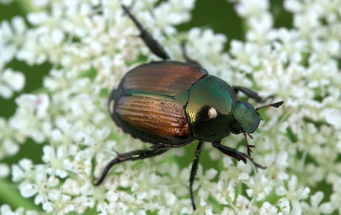 Japanese Beetle Repellent Plants: A Natural Defense