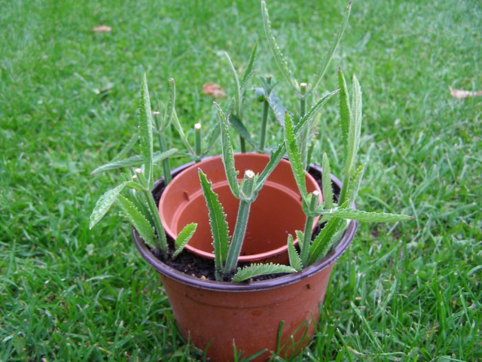 Verbena cuttings cordon propagation gardeners