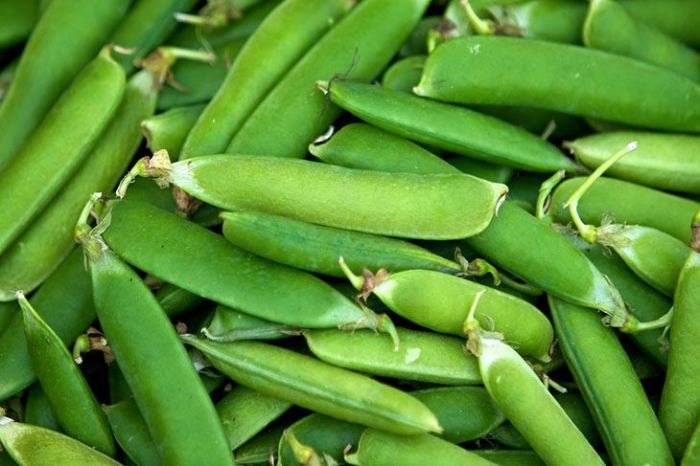 When to harvest snap peas