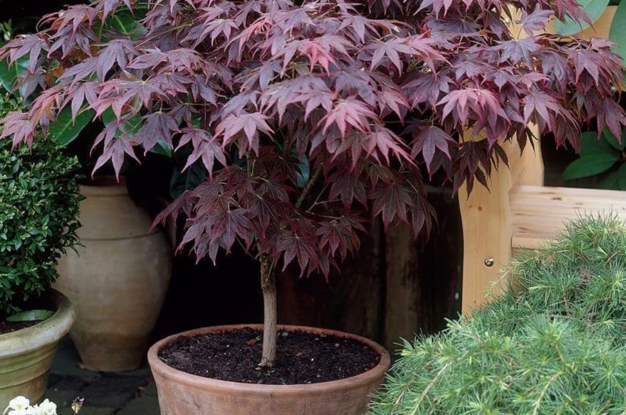 How to grow japanese maples in pots