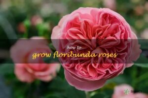 How to Grow Floribunda Roses: A Comprehensive Guide