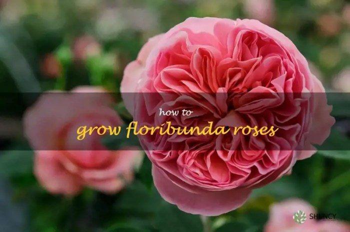 How to Grow Floribunda Roses: A Comprehensive Guide