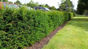 Intruder Proof Hedge Plants: A Guide to Secure Your Property