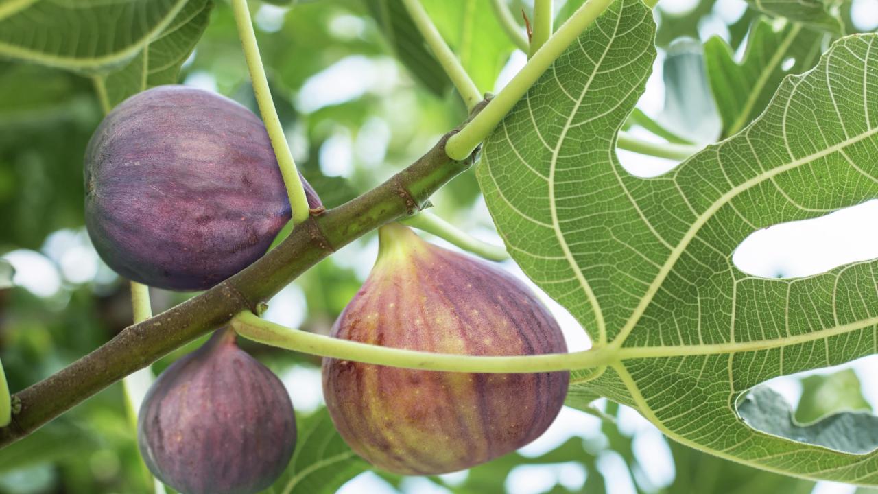 How to get a fig tree to fruit